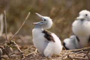 Galapagos Images